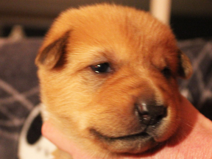 chinook puppy